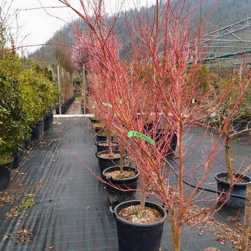 alberi in vaso giardinaggio teolo alberi in vaso giardinaggio teolo