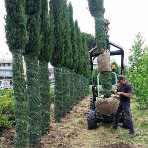 cipressi vivaio franceschetto padova cipressi vivaio franceschetto padova