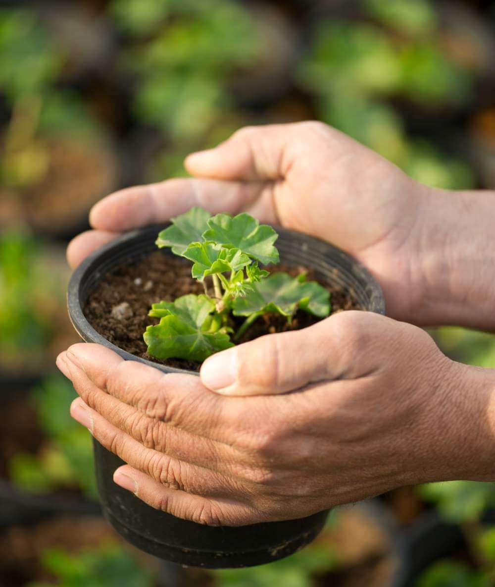 negozio di giardinaggio a teolo colli euganei