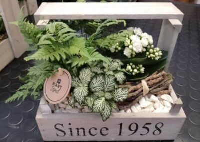 negozio piante teolo_1