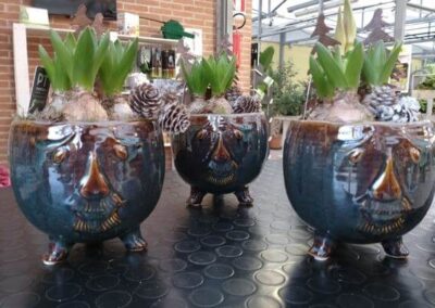 negozio piante teolo_10