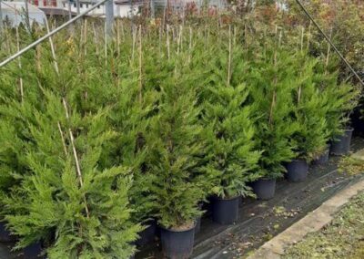 negozio piante teolo_11