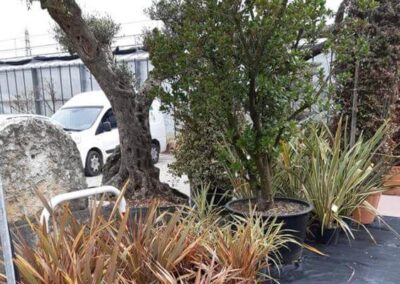 negozio piante teolo_3