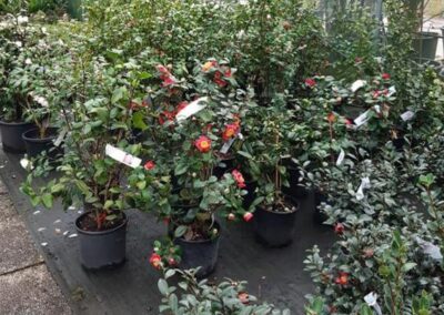 negozio piante teolo_4