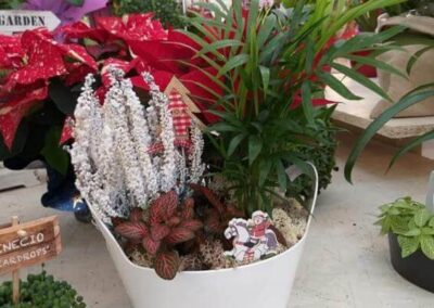 negozio piante teolo_5