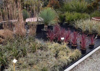 negozio piante teolo_6