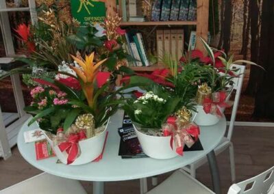 negozio piante teolo_8