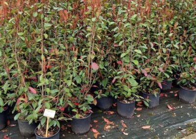 negozio piante teolo_9