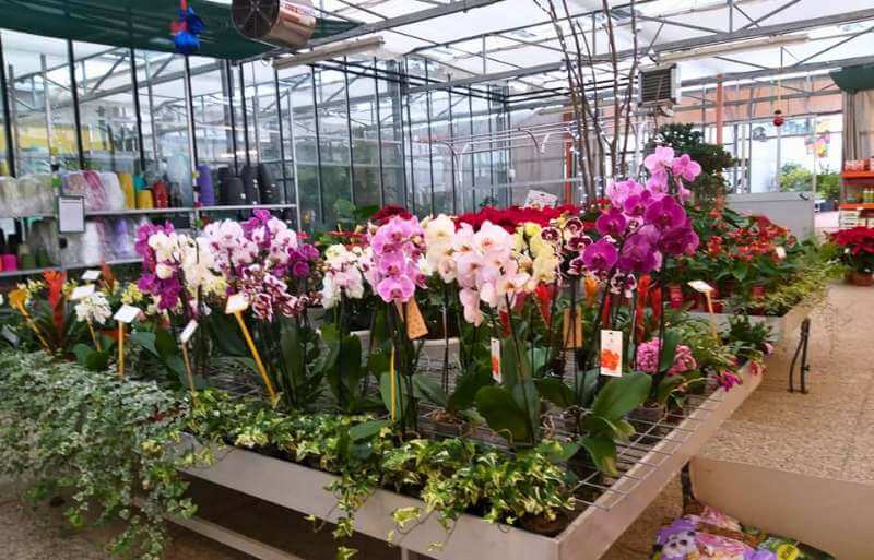 orchidee vivaio a teolo padova orchidee vivaio a teolo padova