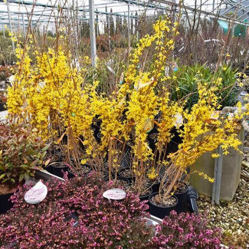piante per giardino vivaio teolo piante per giardino vivaio teolo