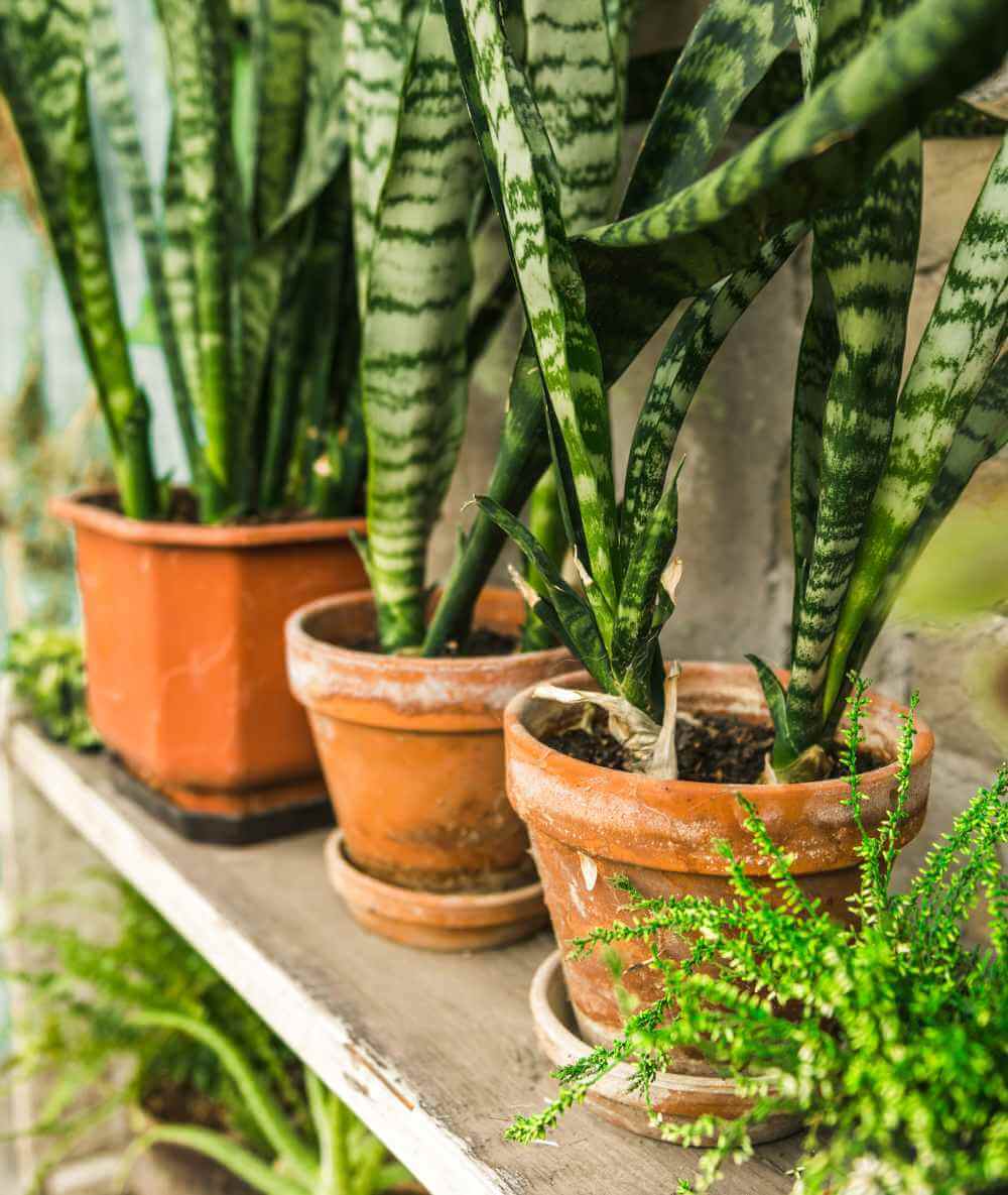 sanseveria pianta appartamento vivaio franceschetto sanseveria pianta appartamento vivaio franceschetto