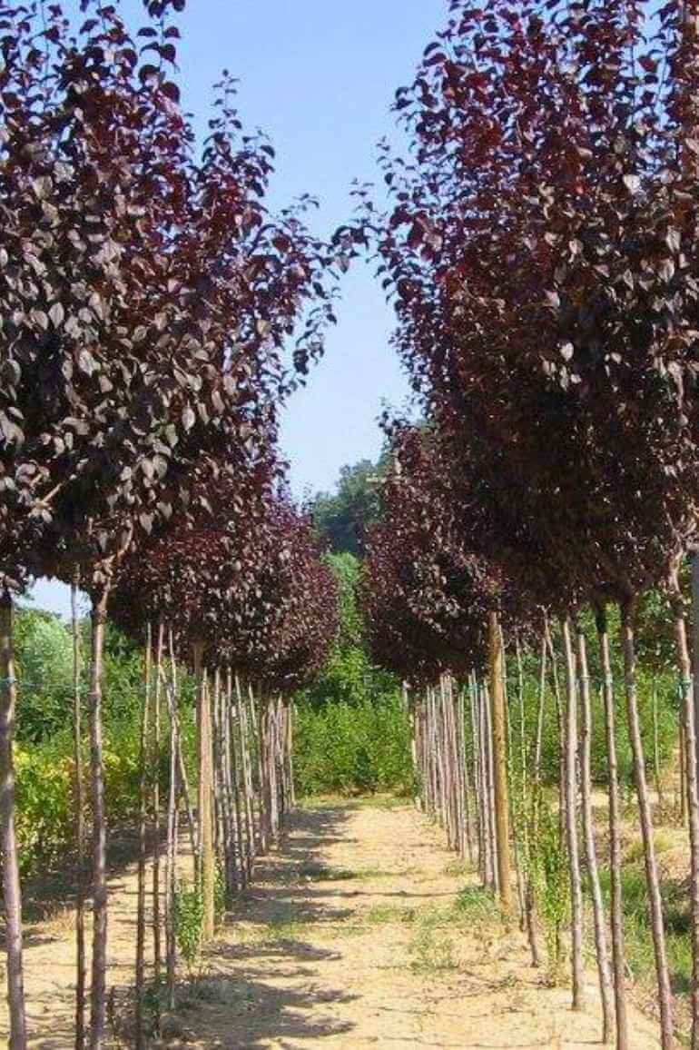 vendita alberelli a teolo